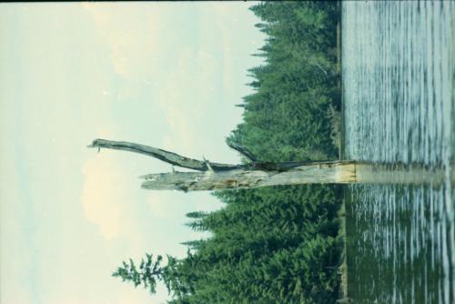 Black_Pond_tree_1973