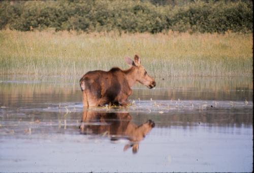 Long_lake_Moose_1975