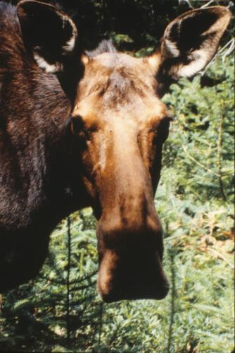 close_moose