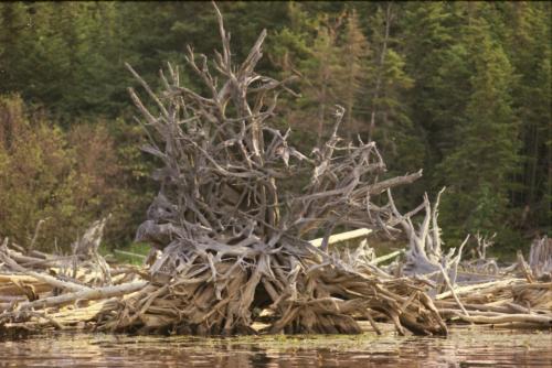 stump_roots_Black_Pond_1973